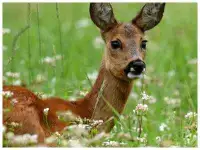 De leukste uitstapjes op de Veluwe met kinderen