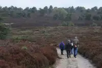 Bos en heide in de directe omgeving