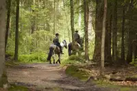 Paardrijden in de bosrijke omgeving
