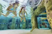 Meiden zwemmen in snorkel bad kijkend naar vissen