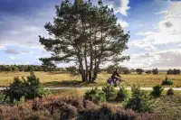 Foto van TopParken Recreatiepark 't Gelloo in Gelderland